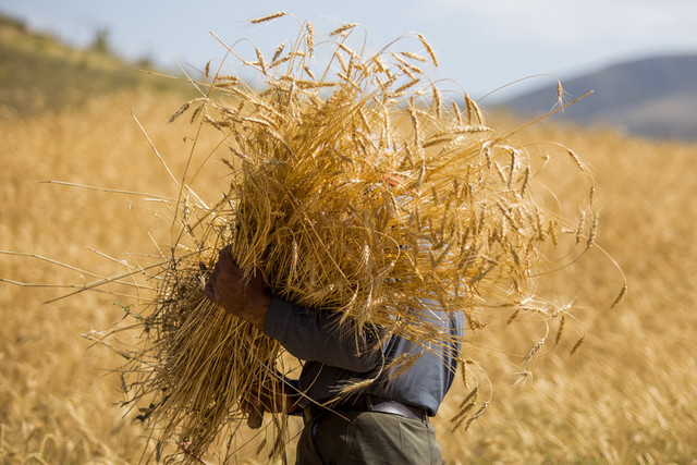 پیش‌بینی تولید ۷۰۰ هزار تن گندم در استان طی سال زراعی جاری