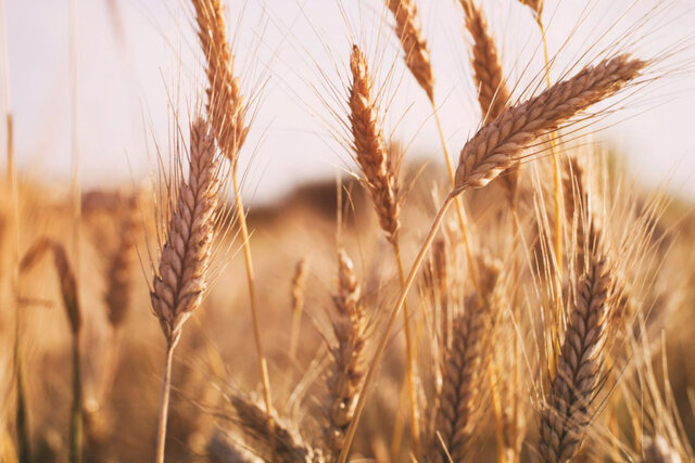 کاهش ۲۰ دلاری قیمت گندم در بازارهای جهانی