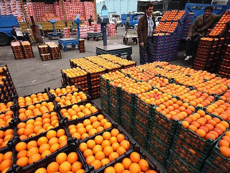 خرید تضمینی پرتقال‌های سرمازده کیلویی ۵۰۰ تومان