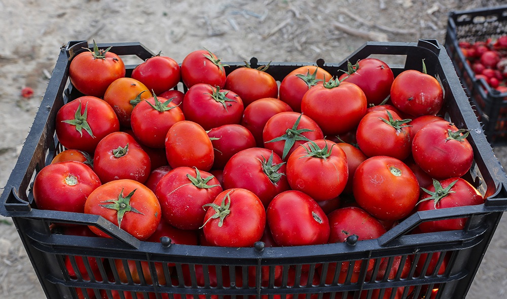 دلیل افزایش دو برابری قیمت گوجه فرنگی