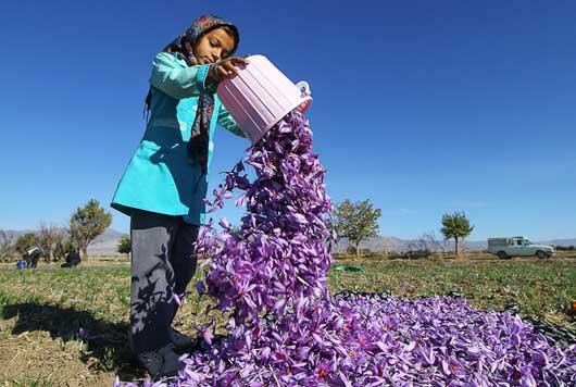 حداکثر قیمت زعفران ۵ میلیون و ۶۰۰ هزار تومان است