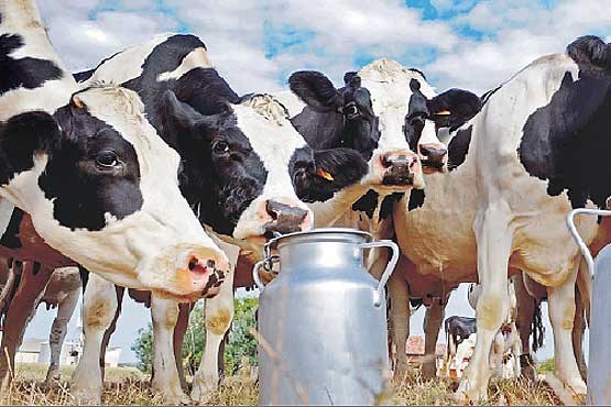 تولید شیر و لبنیات در تنگنای بودجه