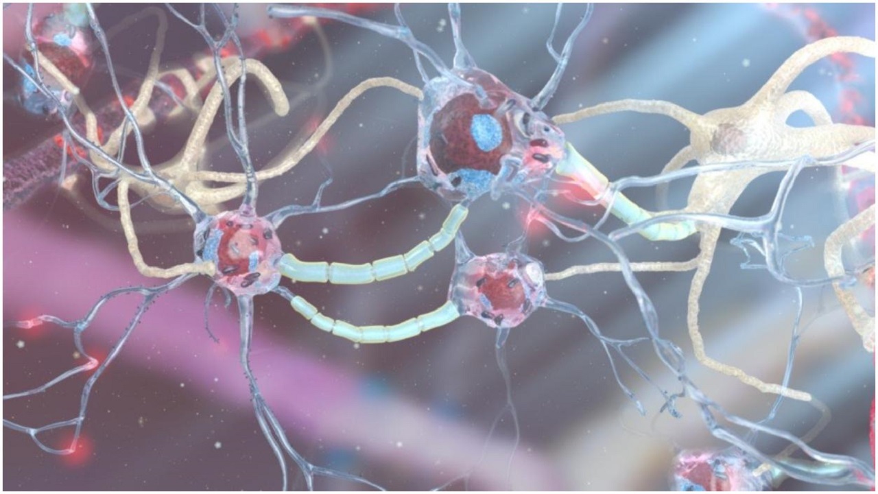کشف سیستم عصبی نوری برای دستکار خاطرات در مغز