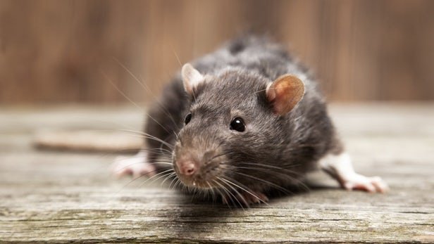 افزایش شکایات مردمی از ازدیاد موش‌های پایتخت