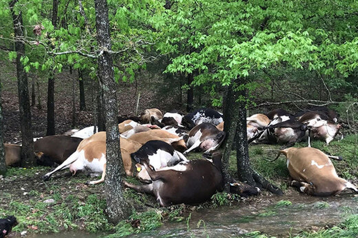 مرگ صدها گاو بر اثر گرمای شدید + فیلم