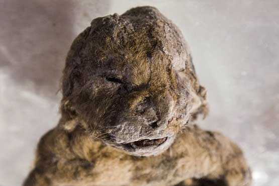  کشف شیر ۳۰۰۰۰ ساله در سیبری +عکس