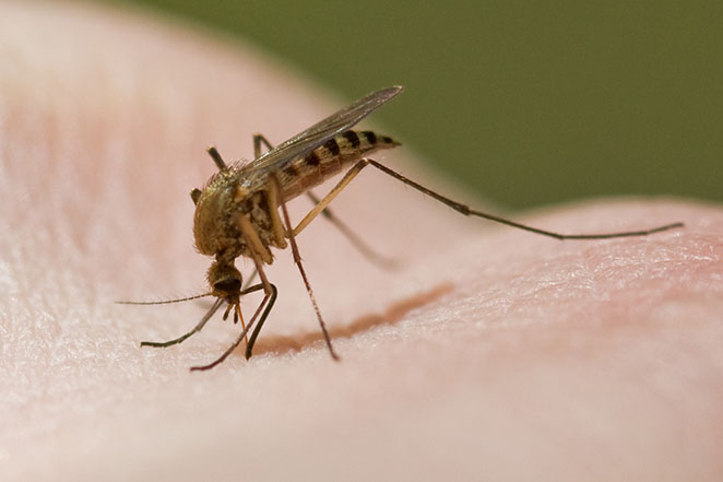 کروناویروس از طریق پشه‌ها منتقل نمی‌شود