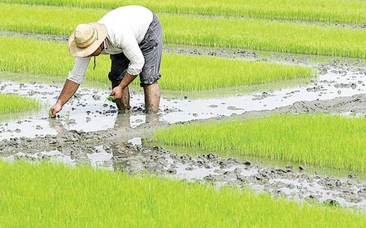 کشت برنج خارج از شمال آزاد شد؛ با رعایت شرایط خاص