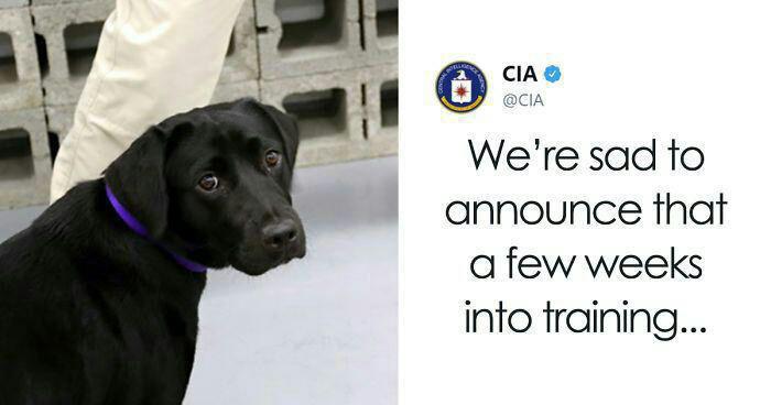 سگی که به خاطر بازیگوشی از سازمان "سیا" اخراج شد!