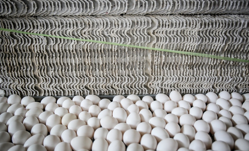 ۷۴ درصد؛ افزایش قیمت تخم مرغ در یک‌سال