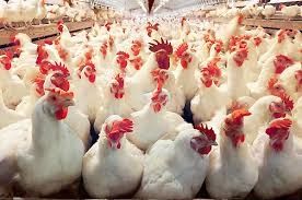 خرید و فروش مرغ زنده بیشتر از ۸۷۰۰تومان ممنوع شد