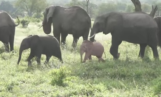تولد اولین فیل صورتی آفریقایی +عکس