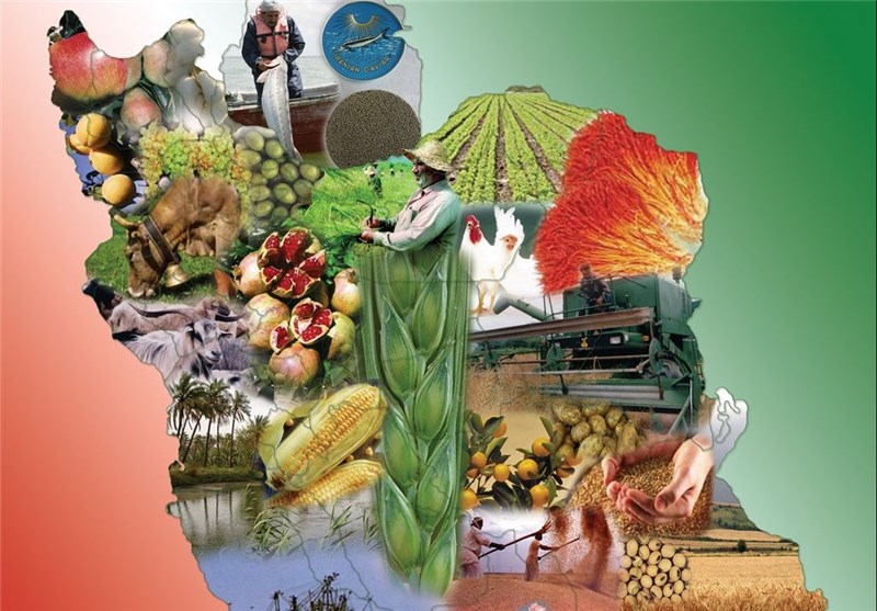 سیر صعودی روند صادرات صنایع غذایی و تبدیلی در کشور/ واردات برنج، گوشت و روغن خام افزایش یافت