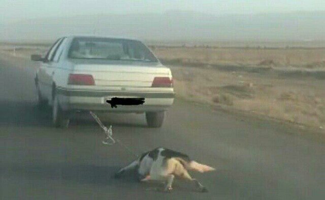 بستن سگ به خودرو در جاده اشتهارد +عکس