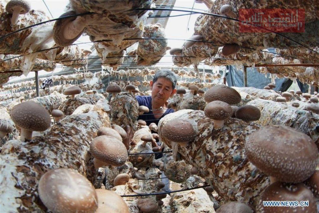 تصاویری از پرورش قارچ در استان هه‌بی در شمال چین