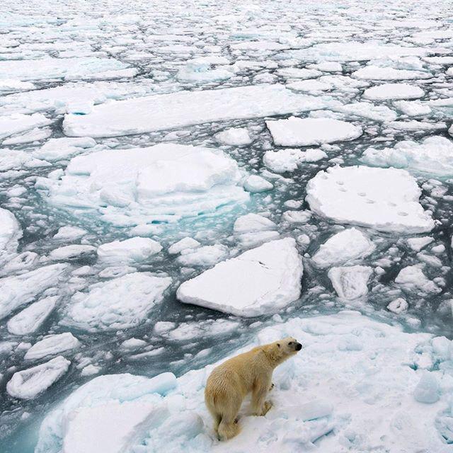 شرایط بحرانی قطب شمال به سبب تغییرات اقلیمی