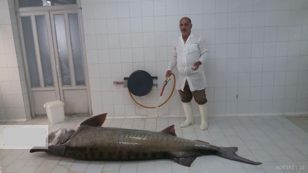صید ماهی ۲۰۵کیلوگرمی در گیلان! +عکس