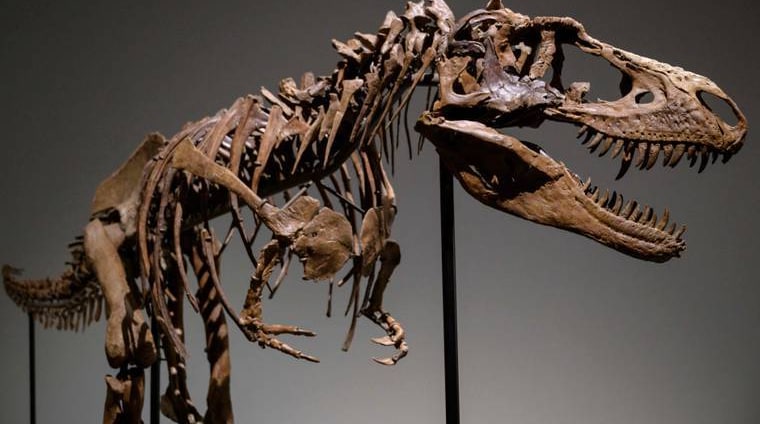 حراج فسیل ۷۶ میلیون ساله یک دایناسور در نیویورک + فیلم