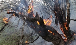 آتش‌سوزی ۳۵هکتار از جنگل‌های بخش کجور در ۷۲ساعت اخیر