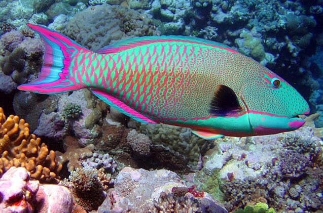 ماهی ای که می تواند جنسیت خود را تغییر دهد + عکس