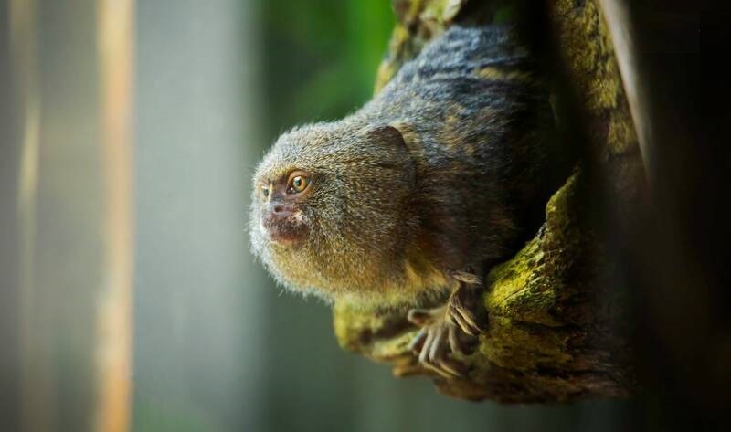 کوچکترین میمون جهان +عکس