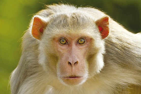  حمله میمون‌ها به دانش آموزان سیستانی 