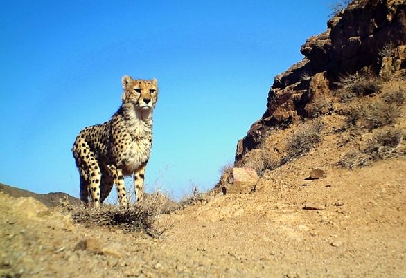 یوزپلنگ ایرانی در پارک ملی توران + فیلم