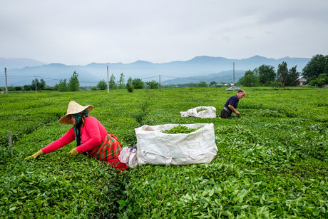 افزایش قدرالسهم کارخانه‌های چای از بهای برگ سبز/ خرید حدود ۱۳هزار تن برگ سبز چای تا امروز