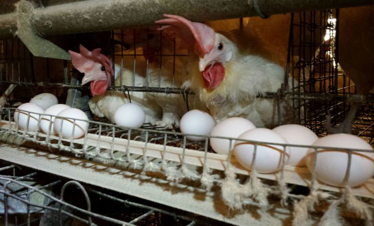 کاهش ۲۰درصدی تولید تخم مرغ