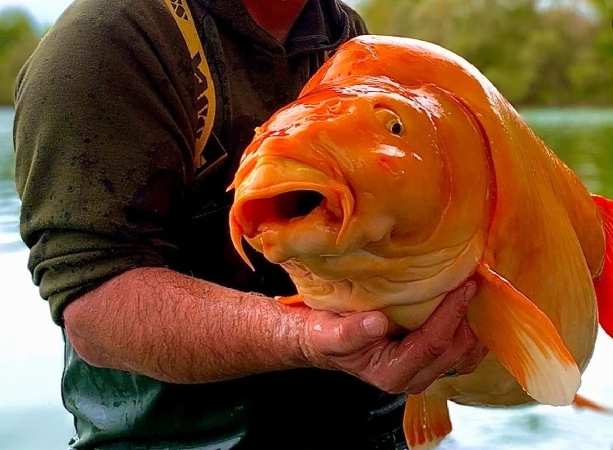 صید عجیب بزرگ ترین ماهی قرمز دنیا + عکس