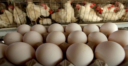 توزیع تخم مرغ دولتی هم قیمت‌ها را کاهش نداد!