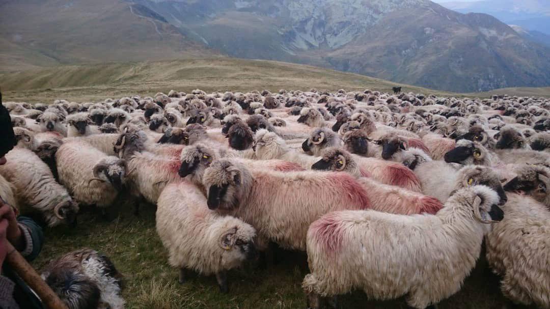 گوسفندان رومانیایی در راه ایران +تصاویر