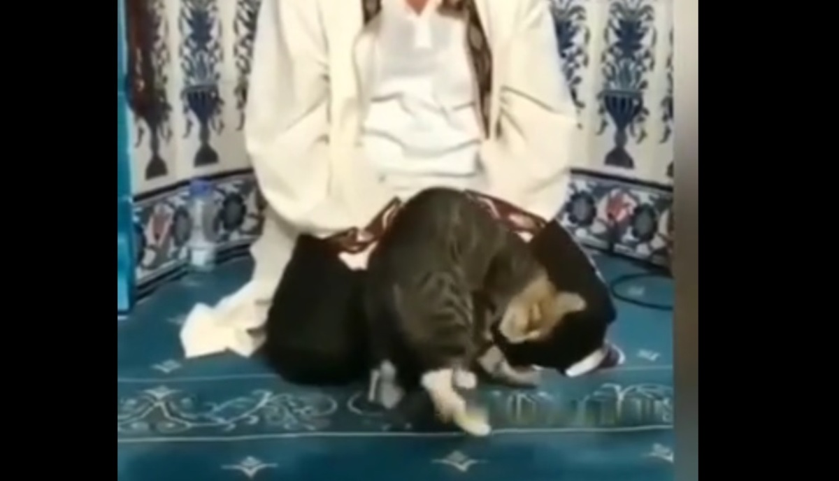 واکنش یک گربه به شنیدن صدای قرآن + فیلم