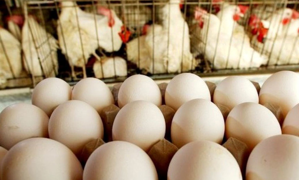 هر عدد تخم مرغ ۲ هزار تومان، گران فروشی است