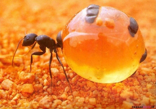 این مورچه‌های جادویی عسل درست می‌کنند!