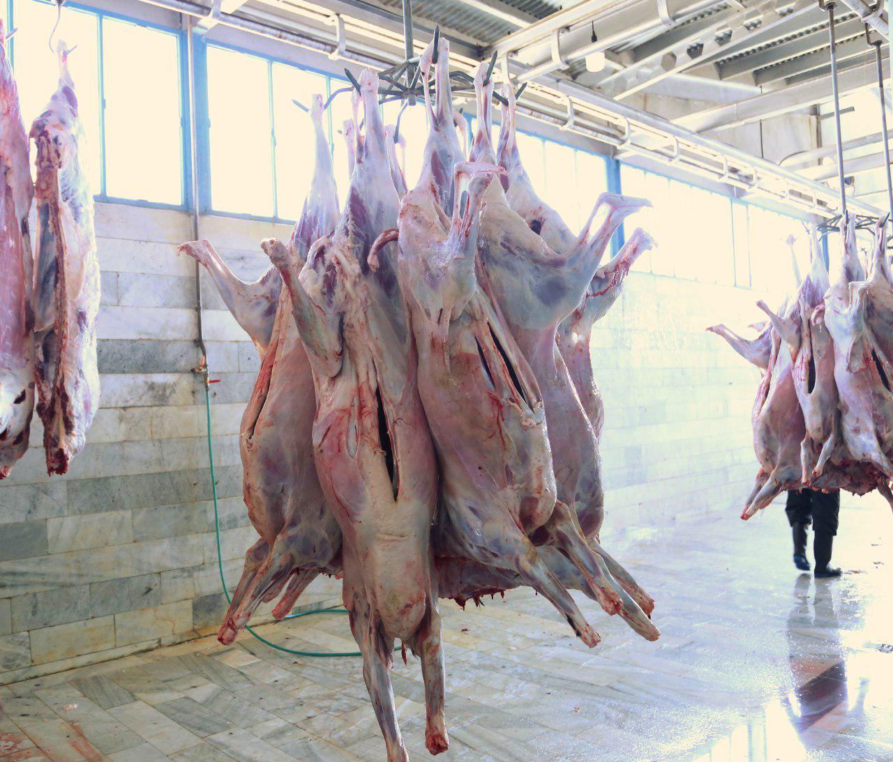 عرضه روزانه 120تن گوشت دام زنده وارداتی به بازار/ ارجاع تخلف شرکت‌های واردکننده گوشت قرمز به مراجع قضایی