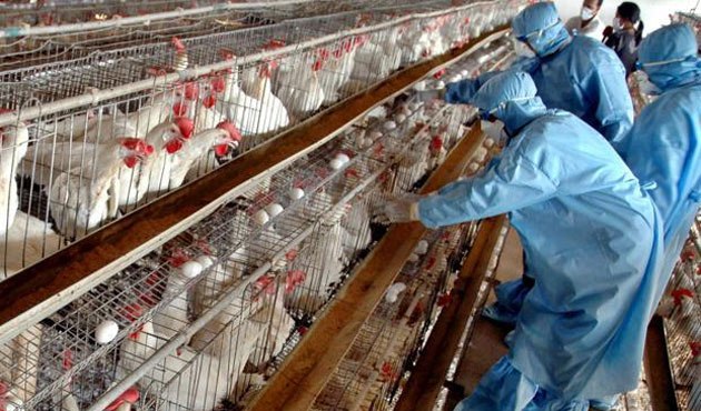 شناسایی بیش از ۱۷۰ کانون آلوده به آنفلوانزای پرندگان