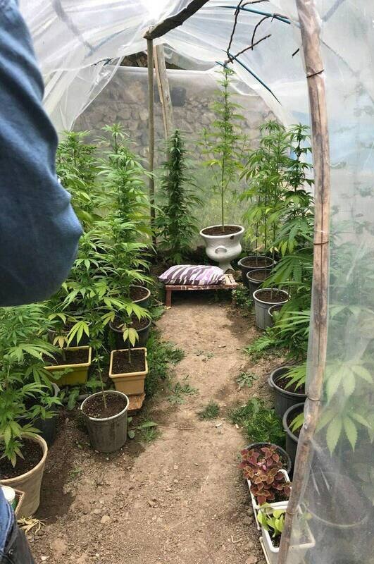 کشف گلخانه ماری‌جوانا در تهران! +عکس