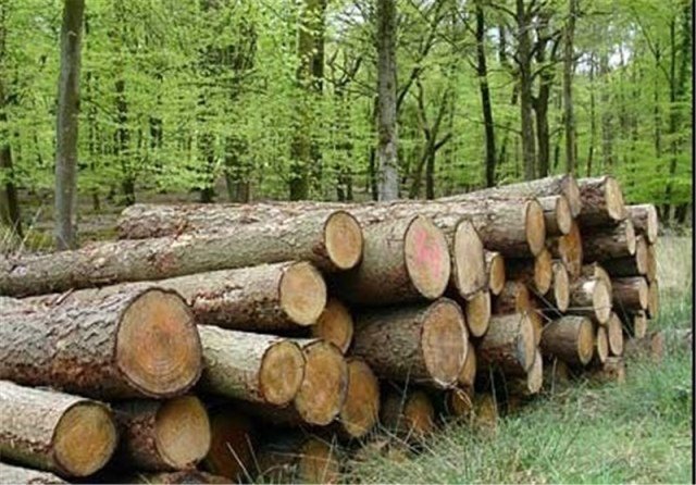 روایتی تلخ از قاچاق چوب در جنگل‌های طارم