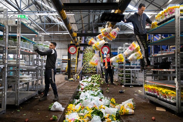 کرونا صنعت گل هلند را نابود کرد؛ امحای ۴۰۰میلیون شاخه