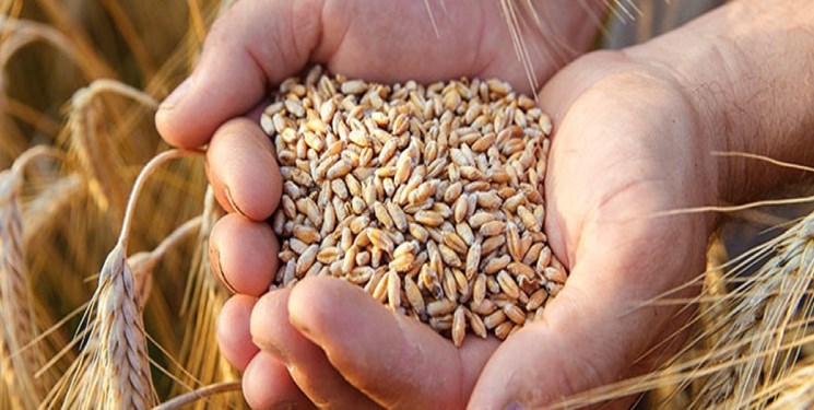 جابجایی روزانه رکورد افزایش قیمت گندم در بازار جهانی