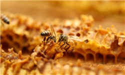 صادرات عسل ایران کاهش یافت
