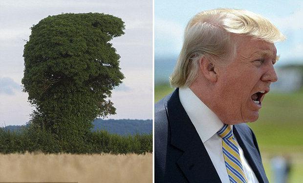 دونالد ترامپ درختی+ عکس