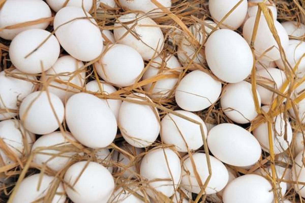 توزیع روزانه ۴۲۰تن تخم مرغ تنظیم بازار در تهران