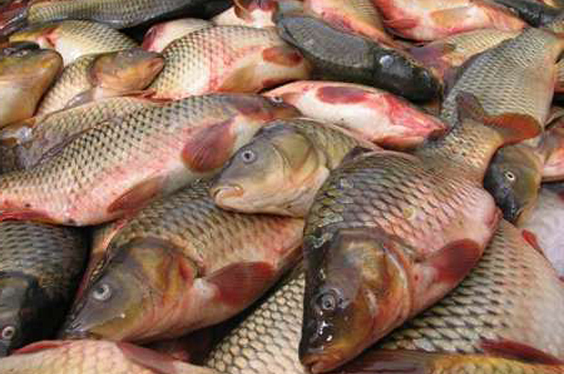 مرگ ۸ هزار تن ماهی در سیل تابستانه