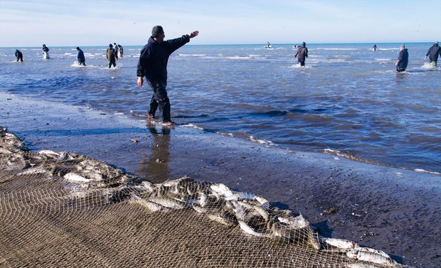 صید ماهیان استخوانی دریای خزر ۱۵ مهر آغاز می‌شود