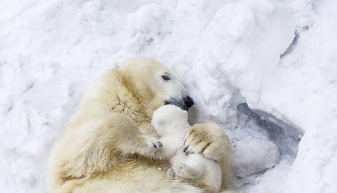  زندگی خصوصی یک مادر و فرزند در قطب! +عکس