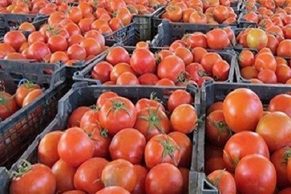 عراق ۲۰۰کامیون گوجه فرنگی ایران را برگشت زد