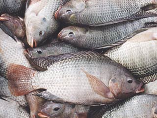 پرورش ماهی «تیلاپیا » فرصت یا تهدید؟