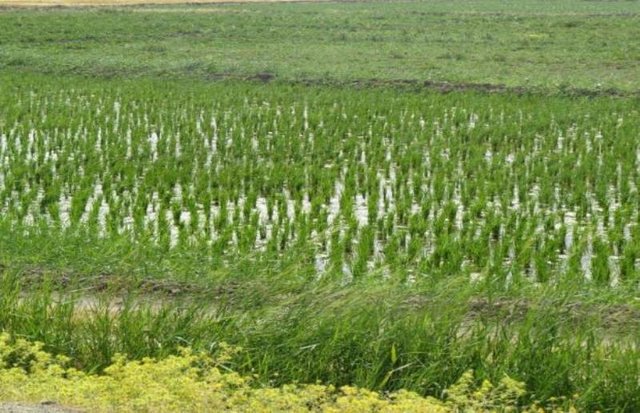 توقف کشت برنج در استان های غیر شمالی 3تا 5سال آینده